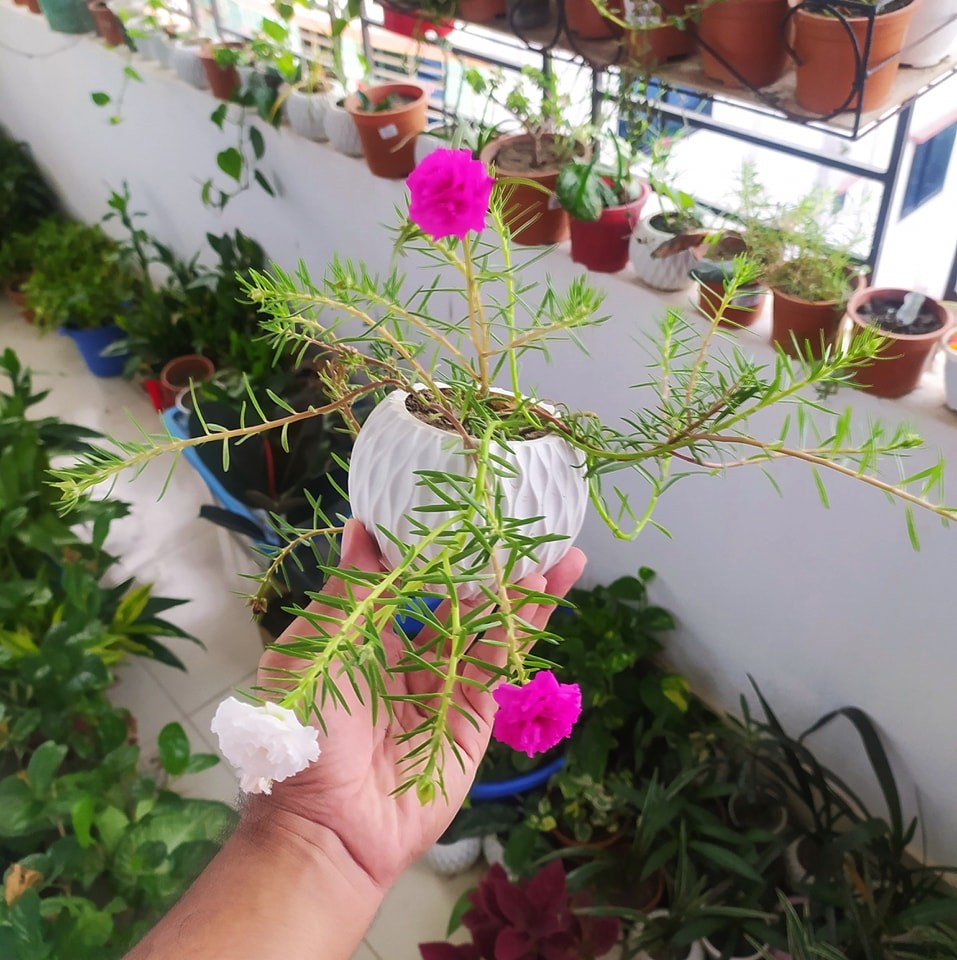 Portulaca grandiflora Moss Rose, Vietnam Rose, 9 O Clock (Pink) – Plant