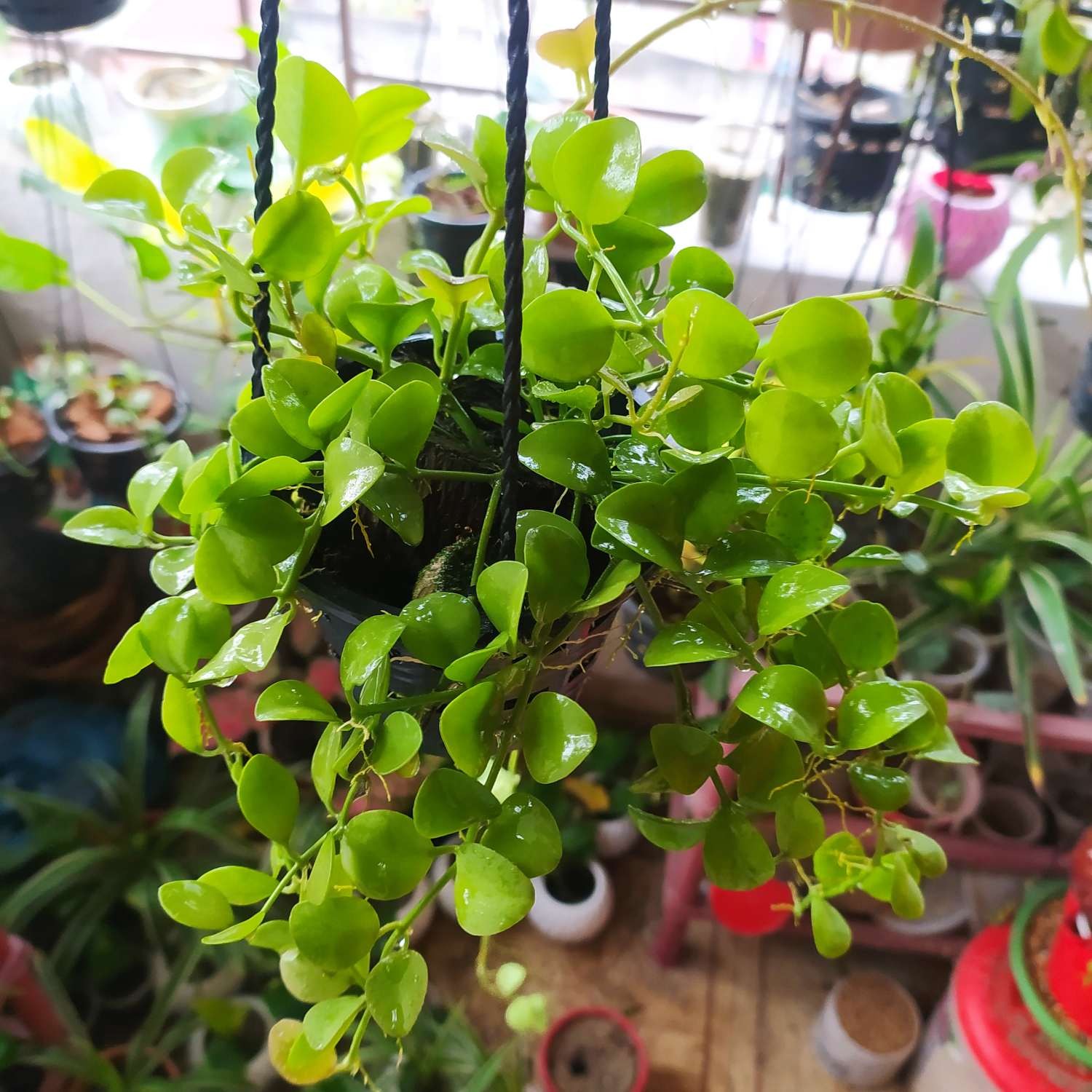 Green Leaf Orchid Plant with Hanging Pot Big Size
