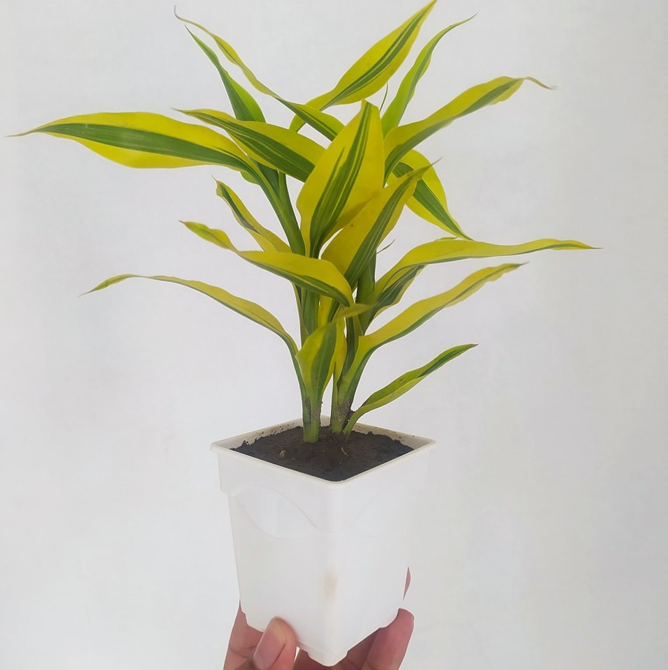Lucky Bamboo Plants In 3 inch White Pot (Double Plant)