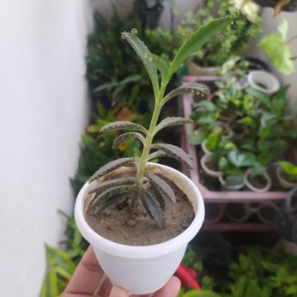 Devils Backbone Plant Kalanchoe Daigremontiana succulents