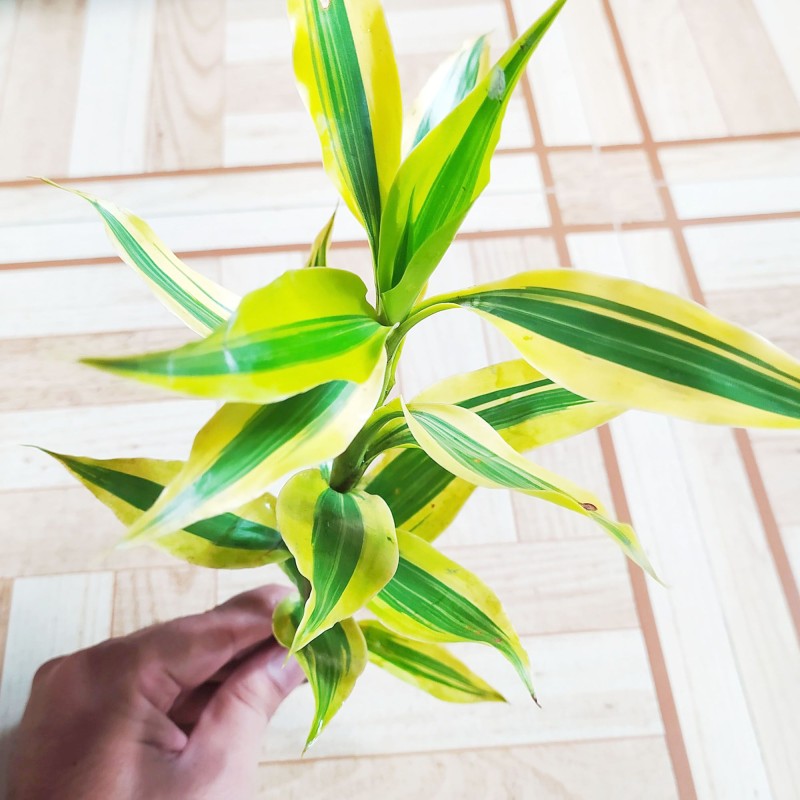 Lucky Bamboo Plant Variegated 10 Inch