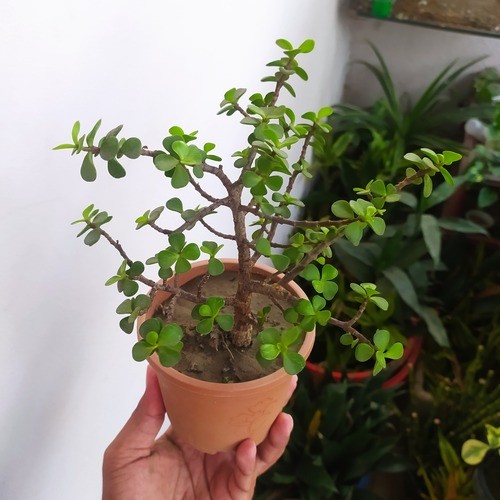 Jade Plant with Round Pot