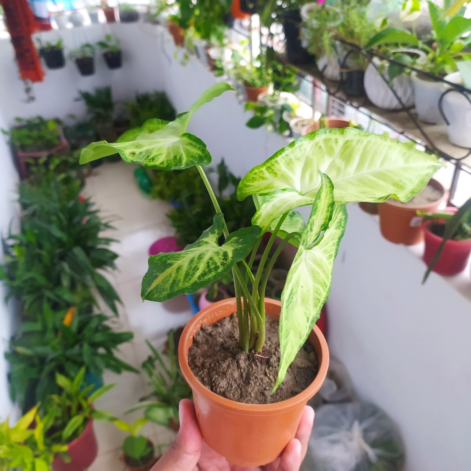 অ্যারোহেড প্ল্যান্ট Arrowhead Plant Syngonium Houseplant