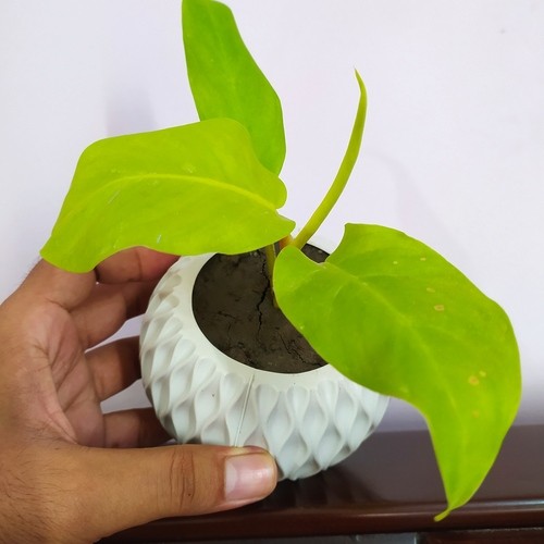 Filendo /  Lime Green Plant