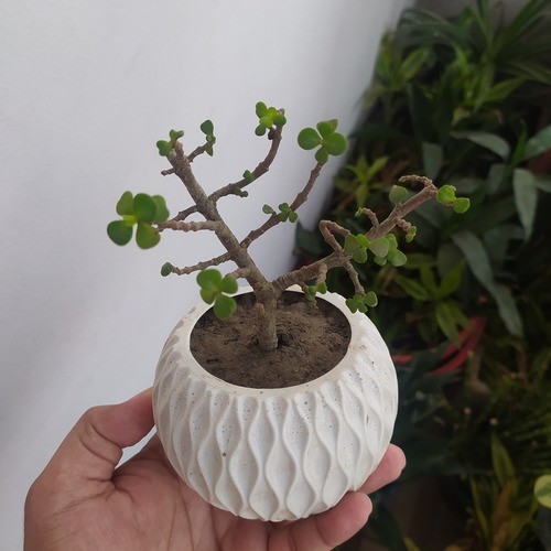 Jade Plant with White Round Pot Divide