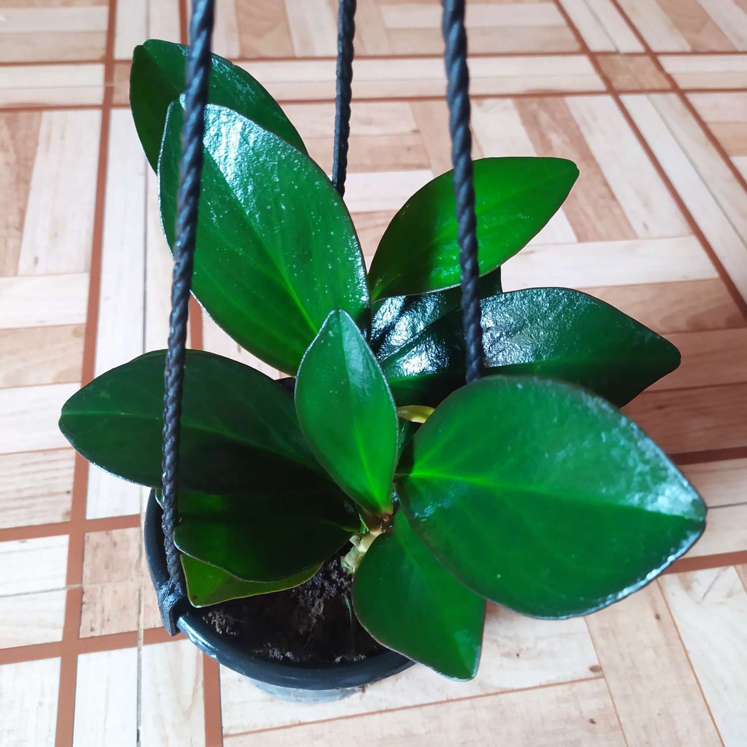 Black Peperomia Plant with Hanging Pot