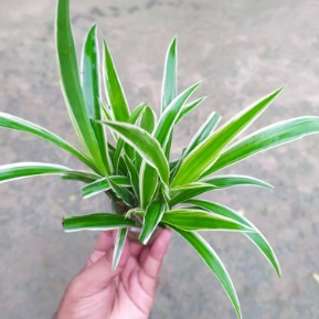 Spider Plant Big -2 string-Without pot without soil