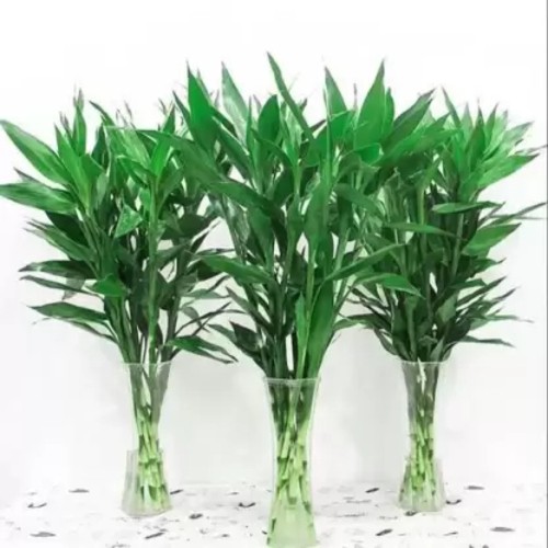 Lucky Bamboo Plant Green 10 Inch