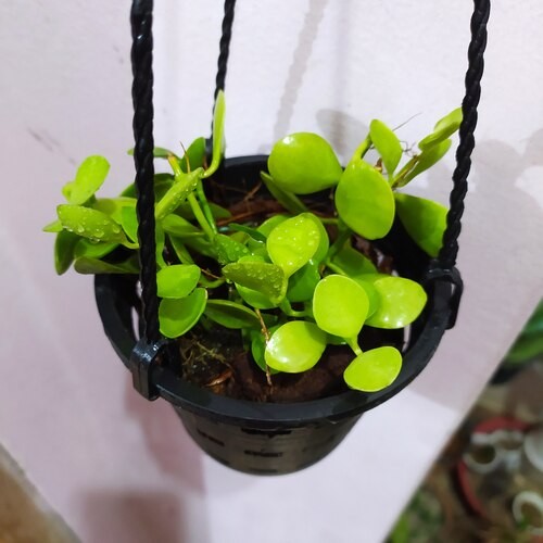 Green Leaf Orchid Plant with Hanging Pot