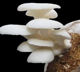 ওয়েস্টার মাশরুম (Oyster Mushroom) 1 KG