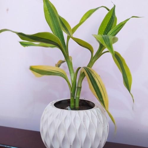 Lucky Bamboo Plant With White Pot Yellow Variegated