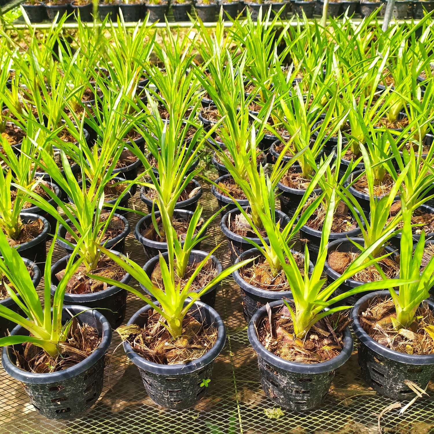 Bromeliad Baby Plant