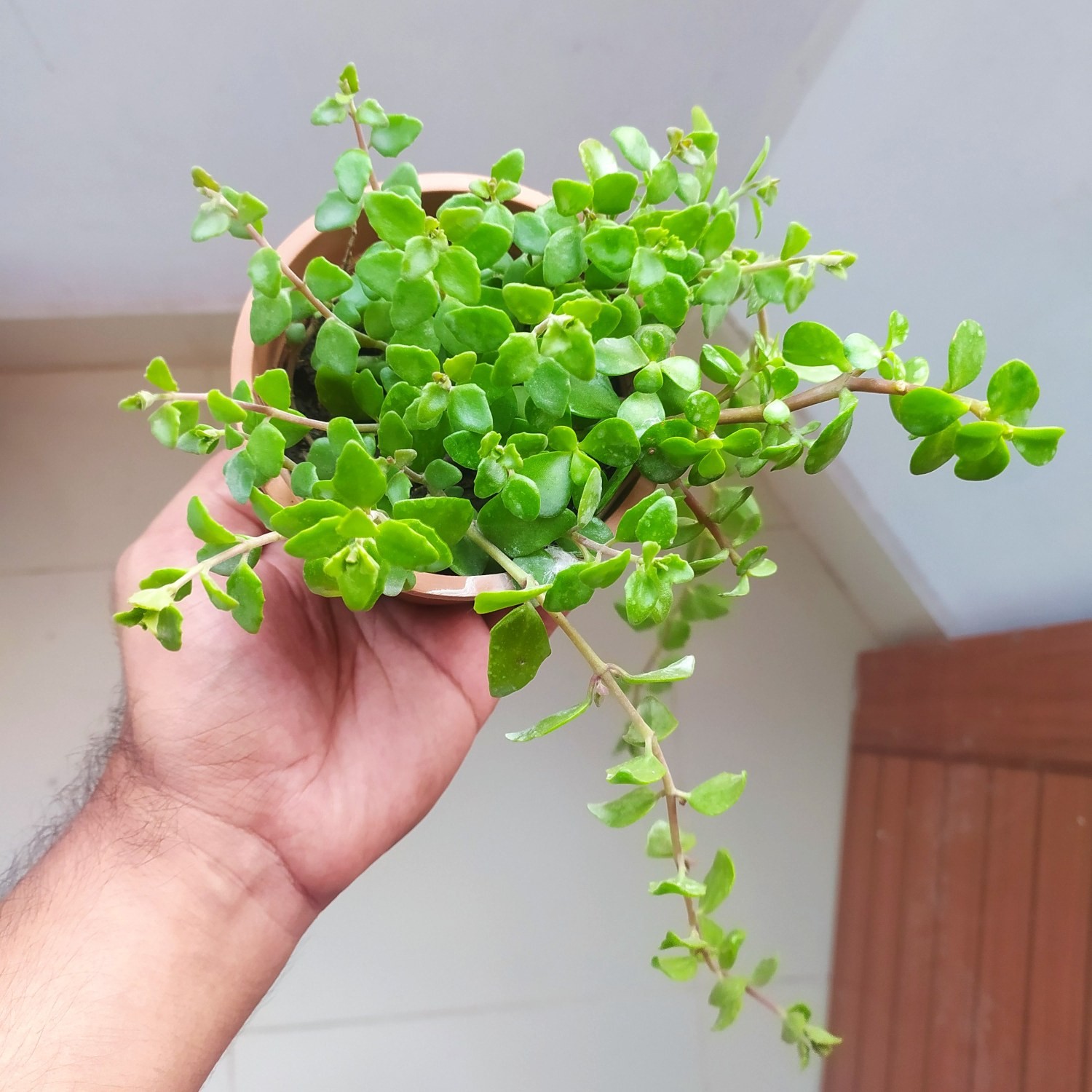 Baby Tears Plant with Round Pot