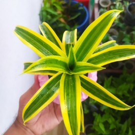 Pleomele Golden, Song of India plant