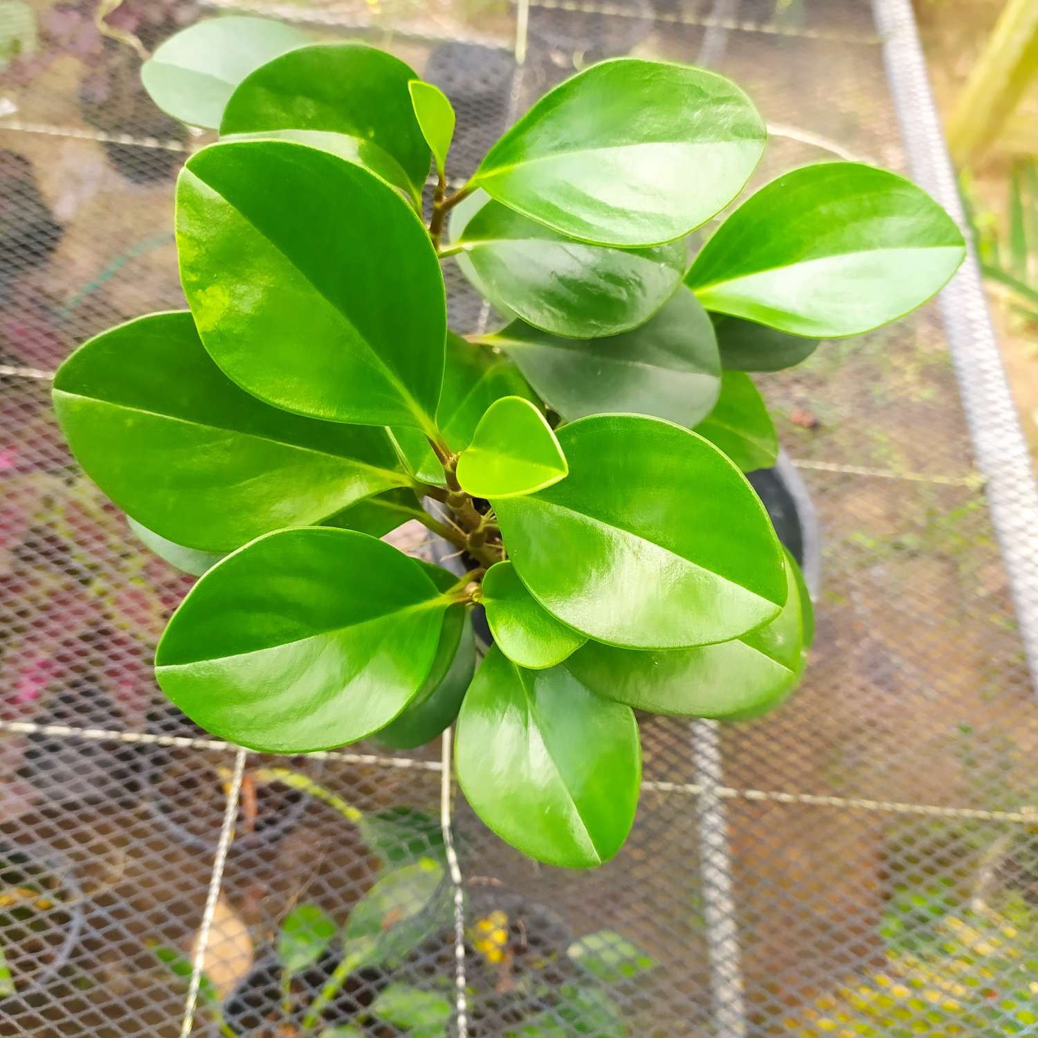 Green Peperomia Plant with Hanging Pot