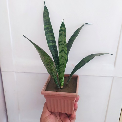 Snake Plants Sansevieria