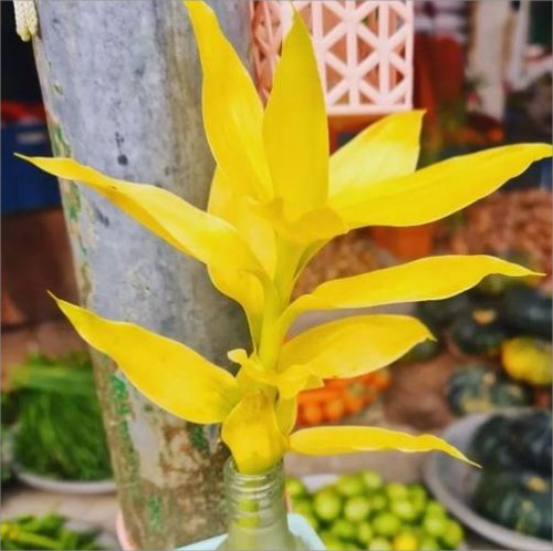 Lucky Bamboo Plant Yellow/Lime Green 10 Inch