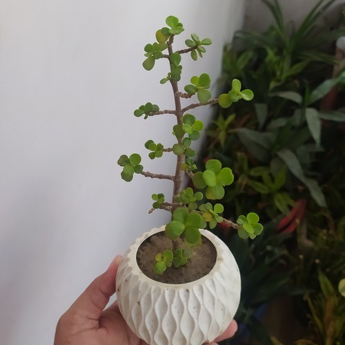 Jade Plant with White Round Pot