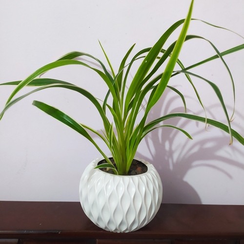 Spider Plant Full Indoor with white round pot Big